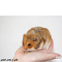  گونه هامستر طلایی برانت Brandts Hamster